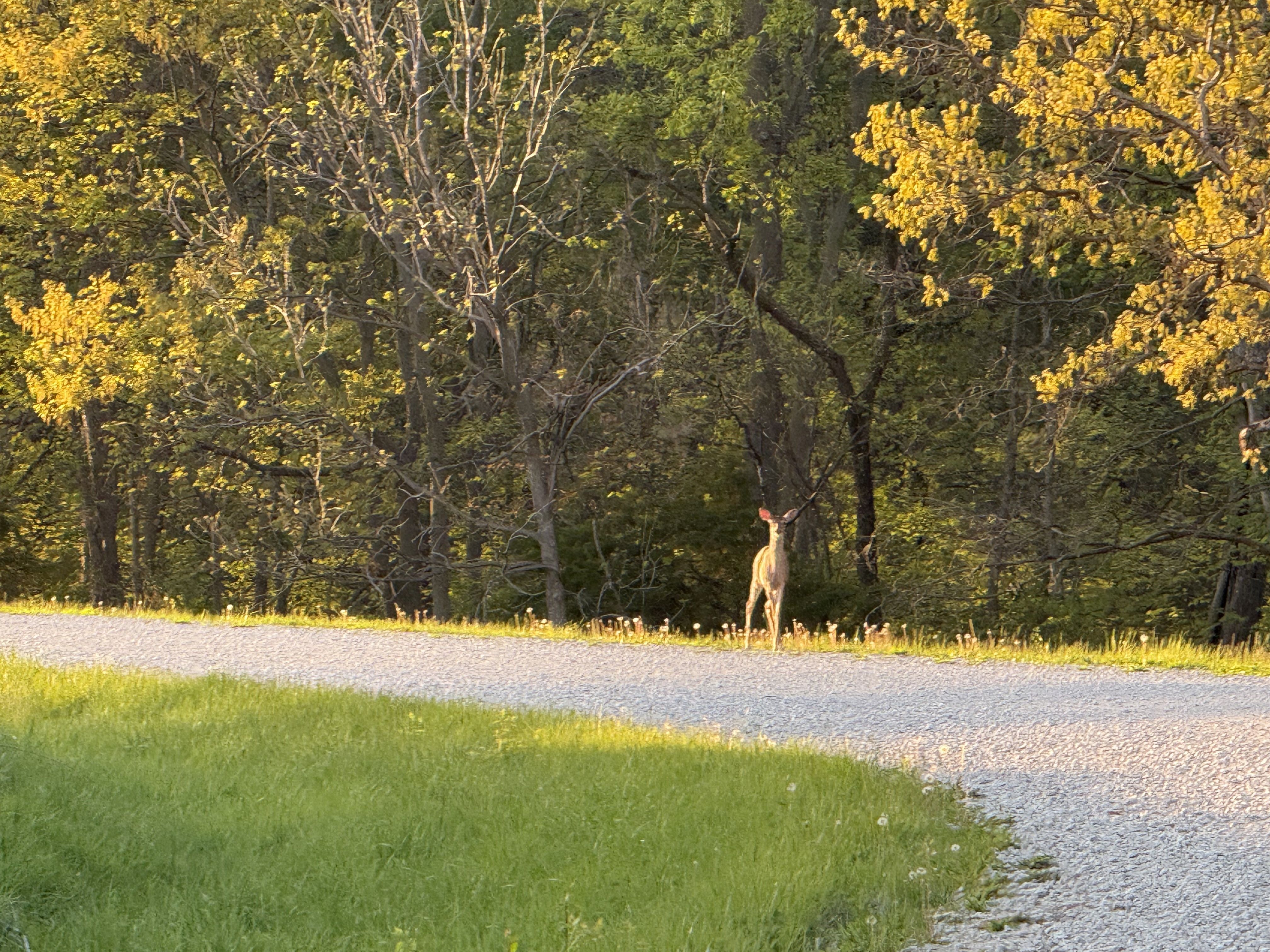 Listing Photo: 18351-Photo May 06 2025 7 34 19 PM